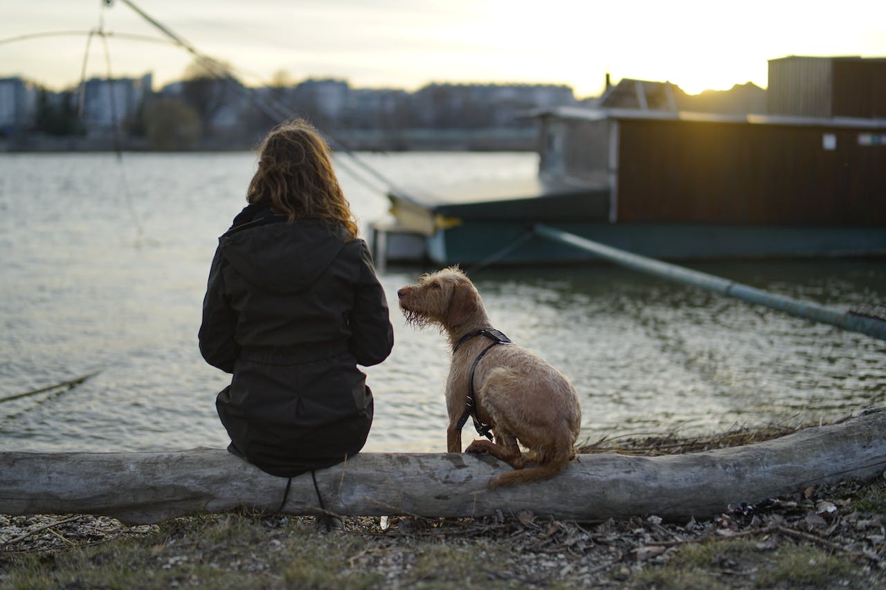 Recognizing and Managing Common Eye Problems in Dogs