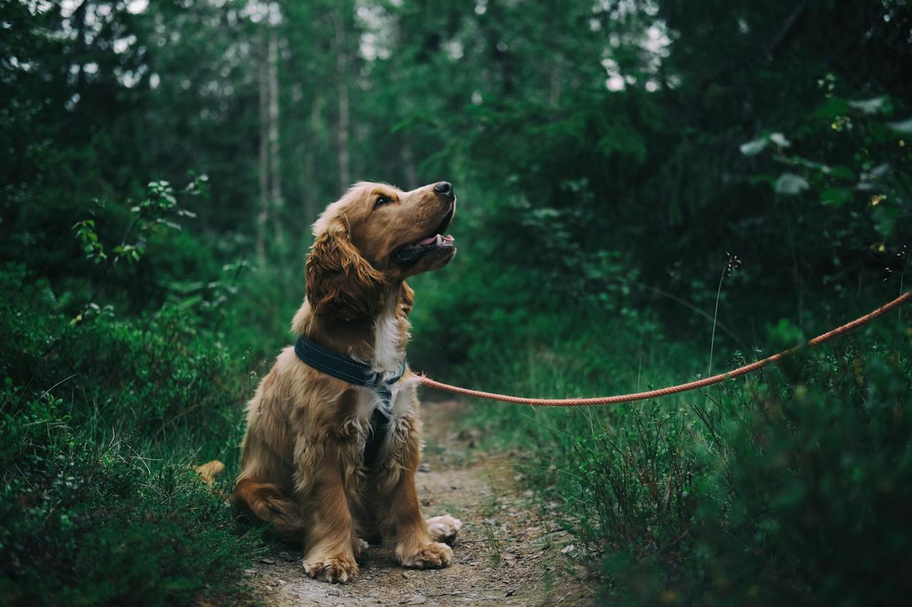 Training Your Dog to Stay Calm in the Car