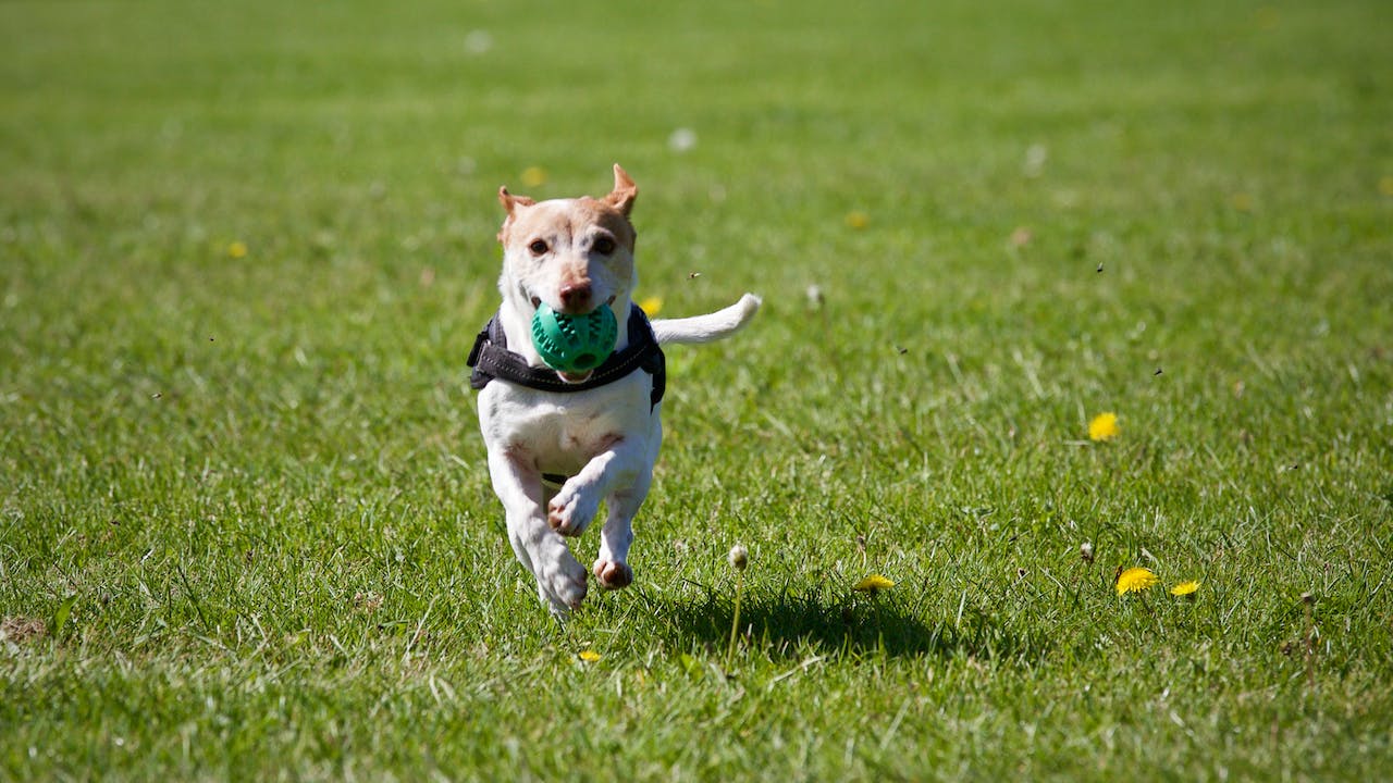 How to Train Your Dog to Accept Handling and Grooming