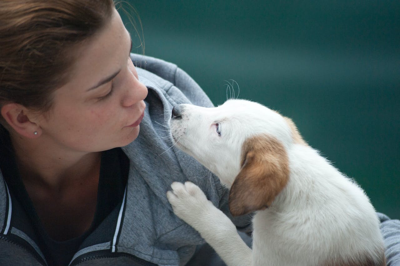 Crate Training: A Guide to Introducing Your Dog to Their Crate