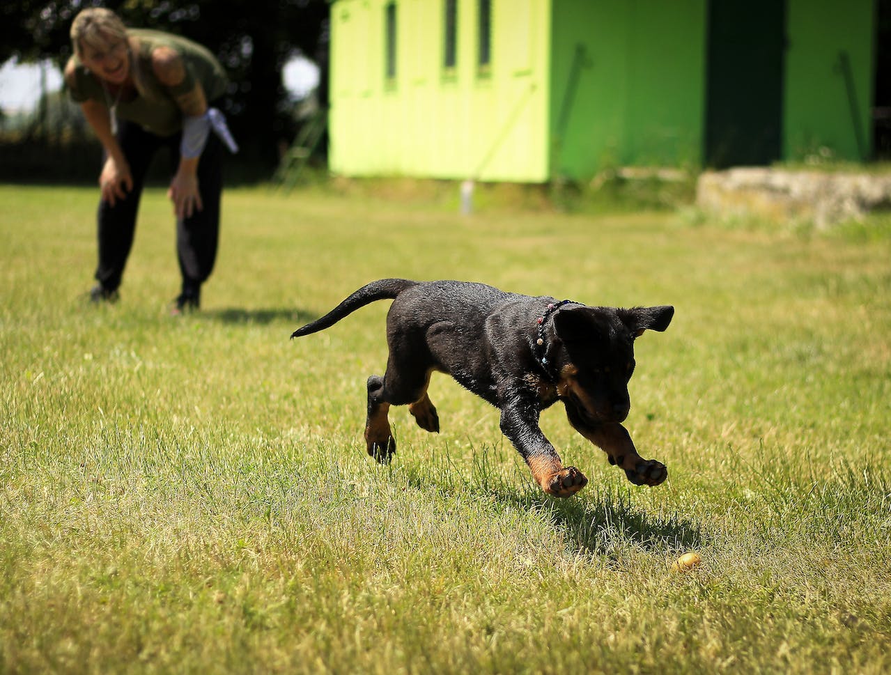 How to Train Your Dog to Stay Calm at the Vet or Groomer