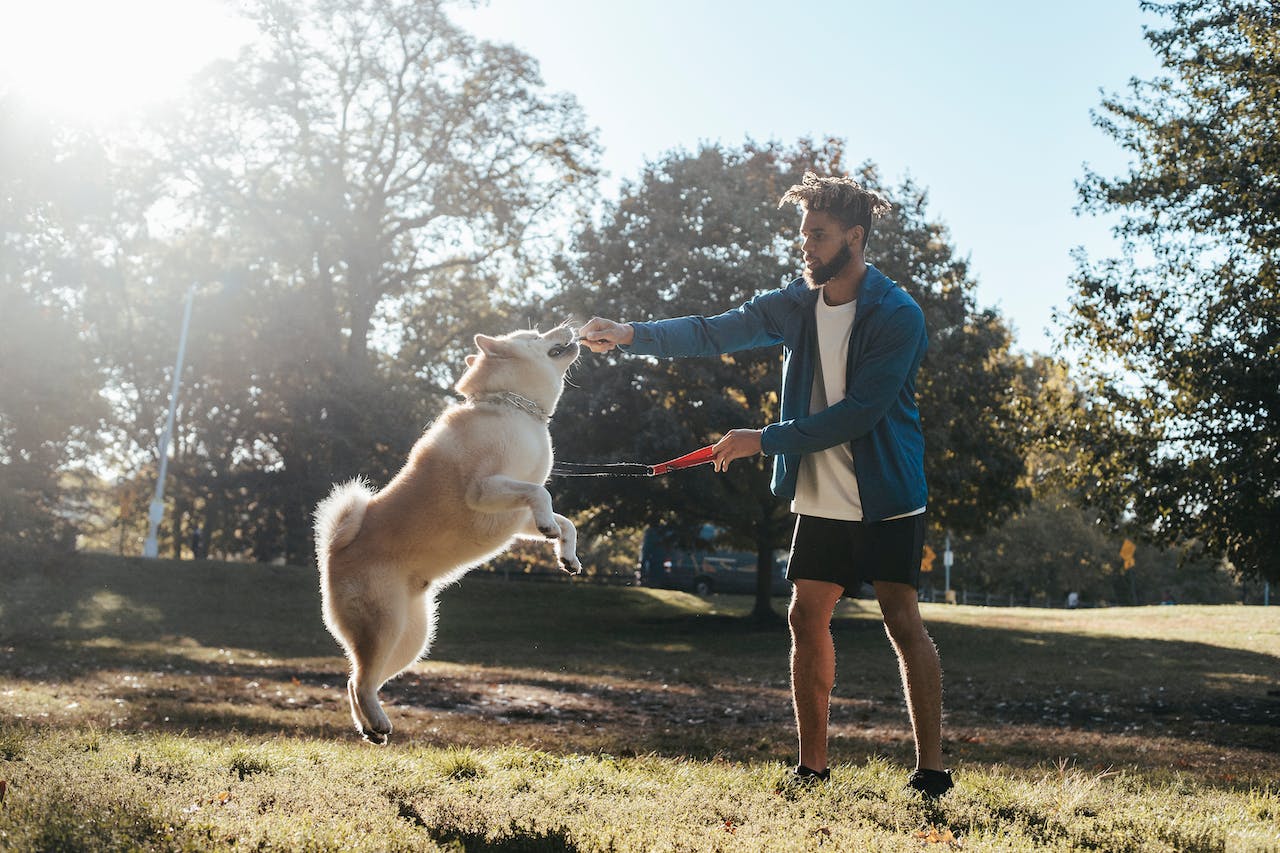 Teaching Your Dog to Come When Called in Distraction-filled Environments